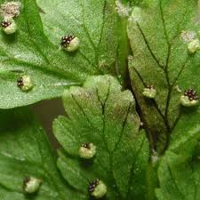 cystopteris