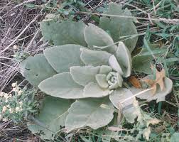 common mullein