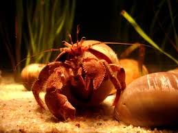 hermit crab diet