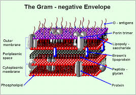 membrane