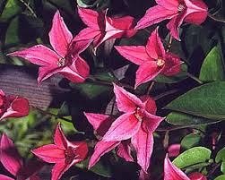 clematis texensis