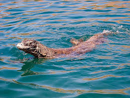 picture komodo dragons