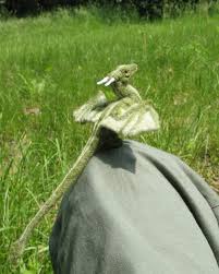 green dragon