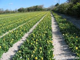 plantes a bulbes