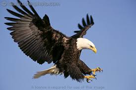 bald eagle images