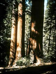 coastal redwood trees