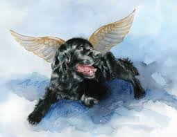 angel the dog