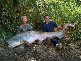 largest catfish pictures