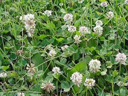 dutch white clover lawn