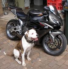 honda cbr 1000rr