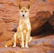 dingo dog