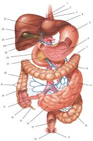 picture of the digestive system