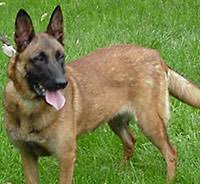 belgian malinois dog