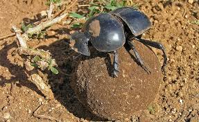 dung beetle