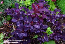 cotinus coggygria royal purple