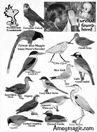 birds in china