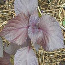 perilla seeds