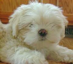 lhasa apso puppy