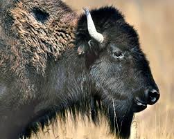 american bison