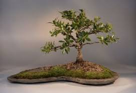 ficus retusa nitida