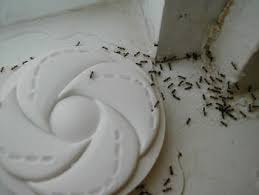 ant bait traps
