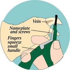 dog nail grooming