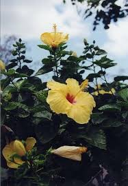 yellow hibiscus pictures