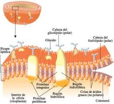 estructura de los carbohidratos