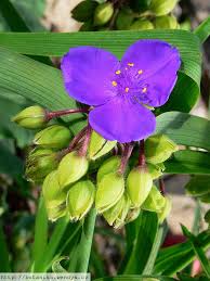 spiderwort