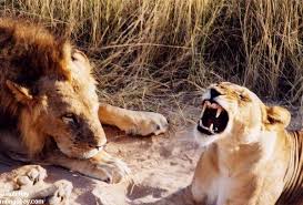 lions pics