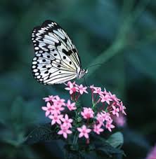 butterfly images