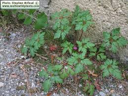 geranium plant