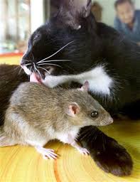 cat and the mouse