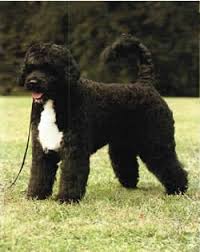 portuguese dog