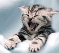 calendars cat