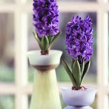 blooming bulbs