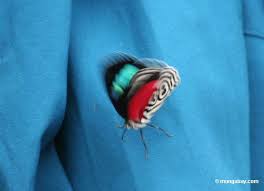 turquoise shirt