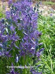 camassia quamash