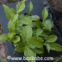baobab seedlings