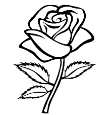 beautiful rose -Coloring