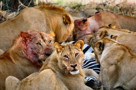 lions pics