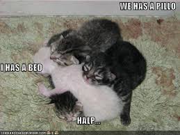 crazy kittens