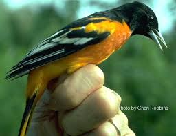 Baltimore Oriole: Icterus