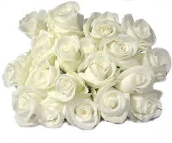 white rose flower