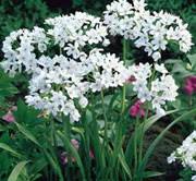 allium neapolitanum