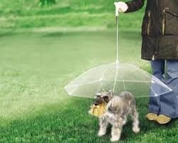 dog umbrellas