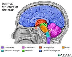 diencephalon