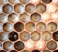 bee biology
