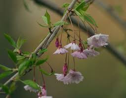 weeping cherry tree photo