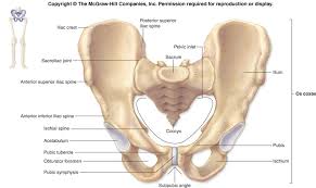 pelvic bone